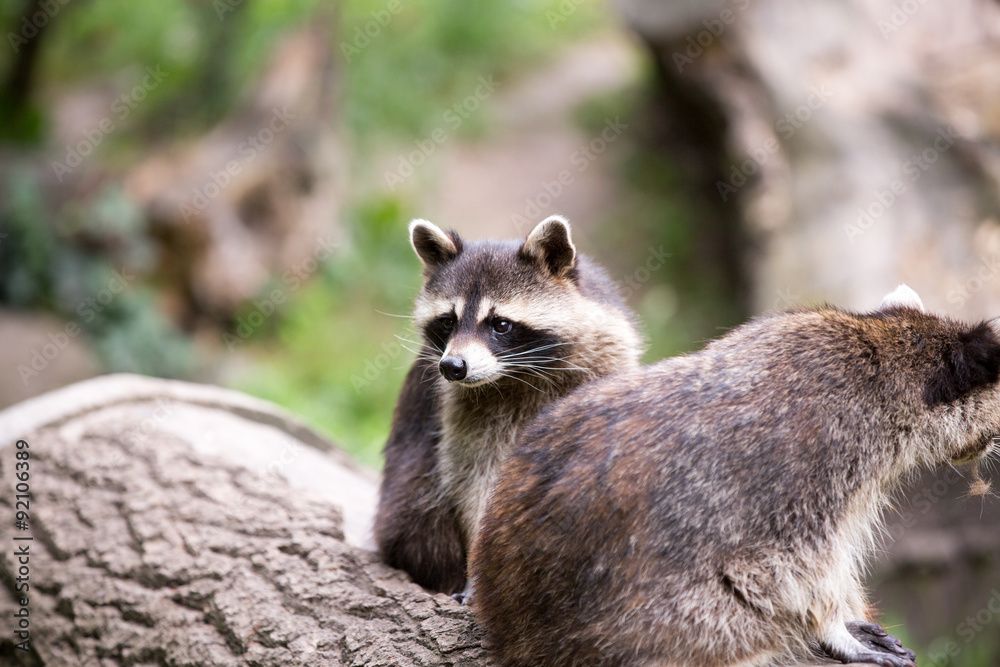 Obraz premium Waschbär