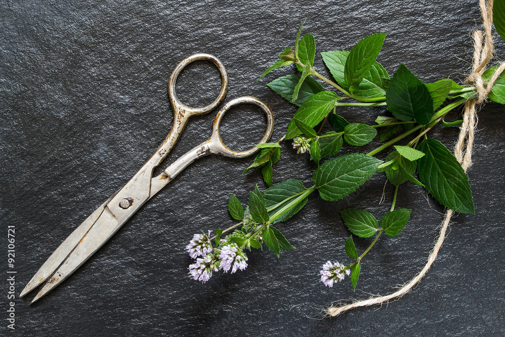 A bunch of mint and old scissors on the slate blackboard