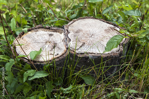Wood stumps