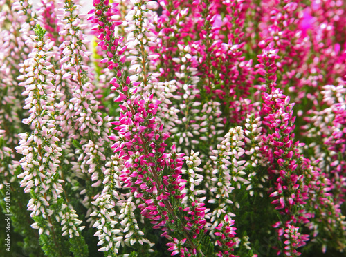 Calluna vulgaris