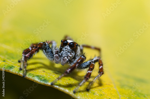 Jumpping spider on green leaf