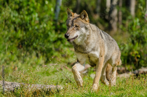 Lone Grey wolf  Canis lupus  in natural habitat