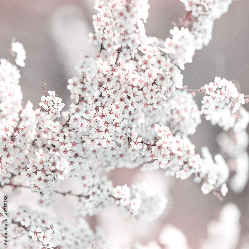White Spirea flower. Spring landscape. Closeup