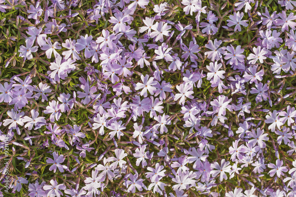 beautiful blue flowers background beautiful blue flowers background