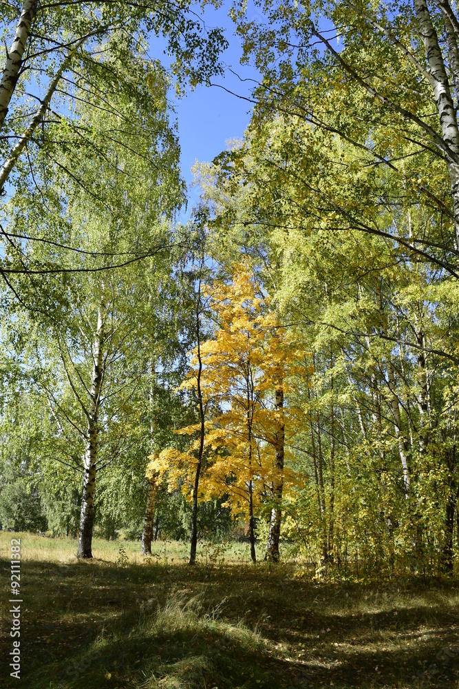 Obraz premium осенняя прогулка