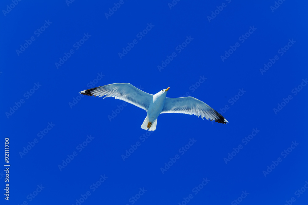 Flying Sea Gull in Blue Sky