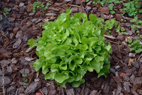 Belle salade verte au milieu d'écorces dans un parterre