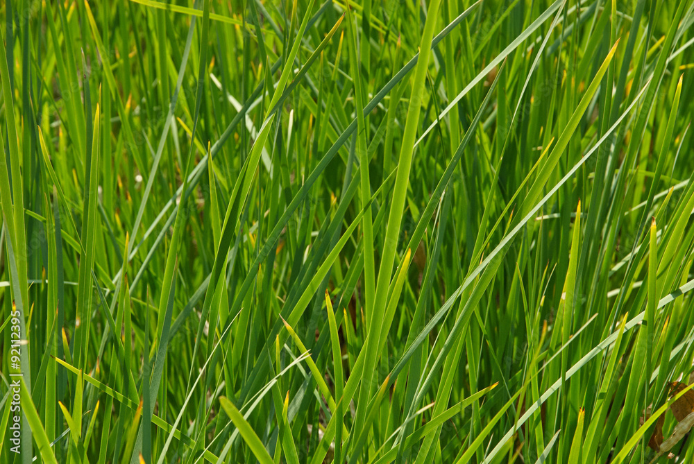 Green grass Green grass