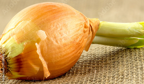 Macro closeup of onion