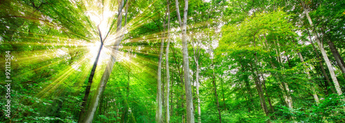 Wald Panorama mit Sonnenstrahlen #92112584