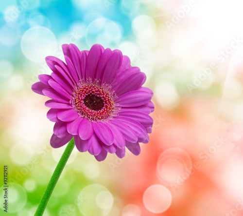 Gerber flower
