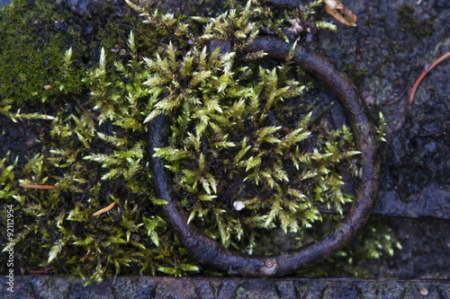 Metal ring and moss