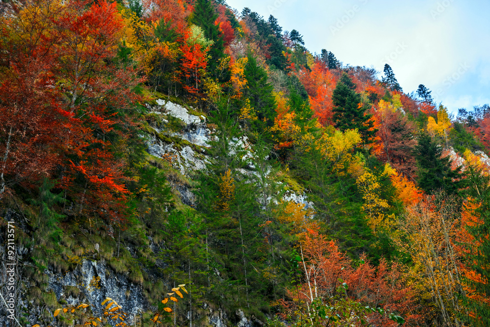 Autumn forest In Romania
