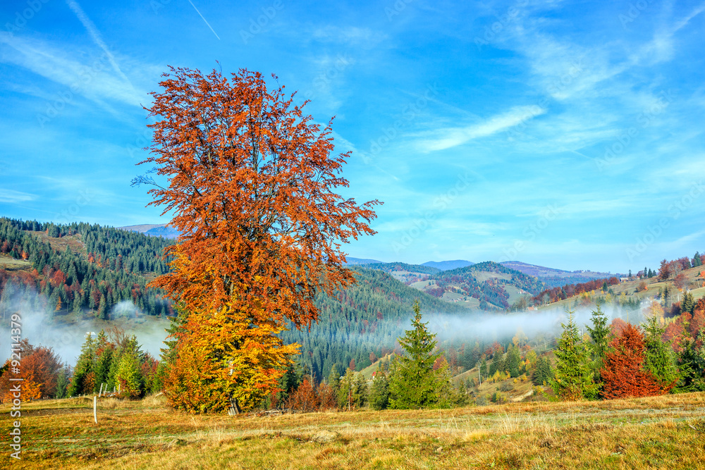 Fototapeta premium Colorful autumn landscape in the Carpathian mountains
