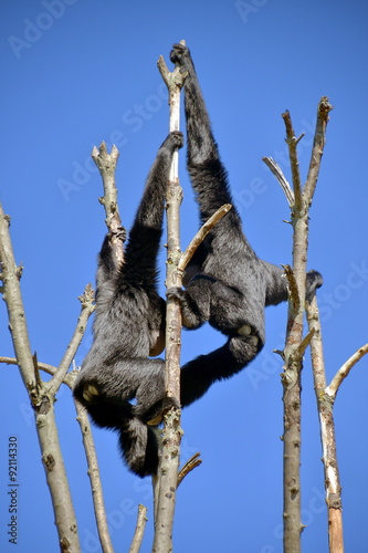 gibboni siamango in cima ad un albero, foto sequenza