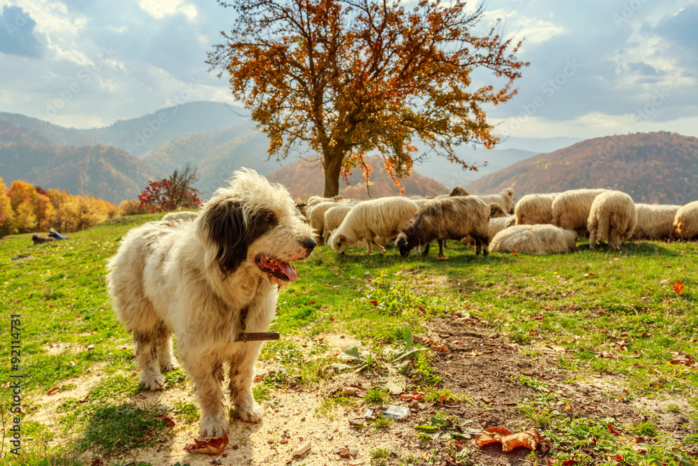 Dogs guard the sheep on the mountain pasture Dogs guard the sheep on the mountain pasture