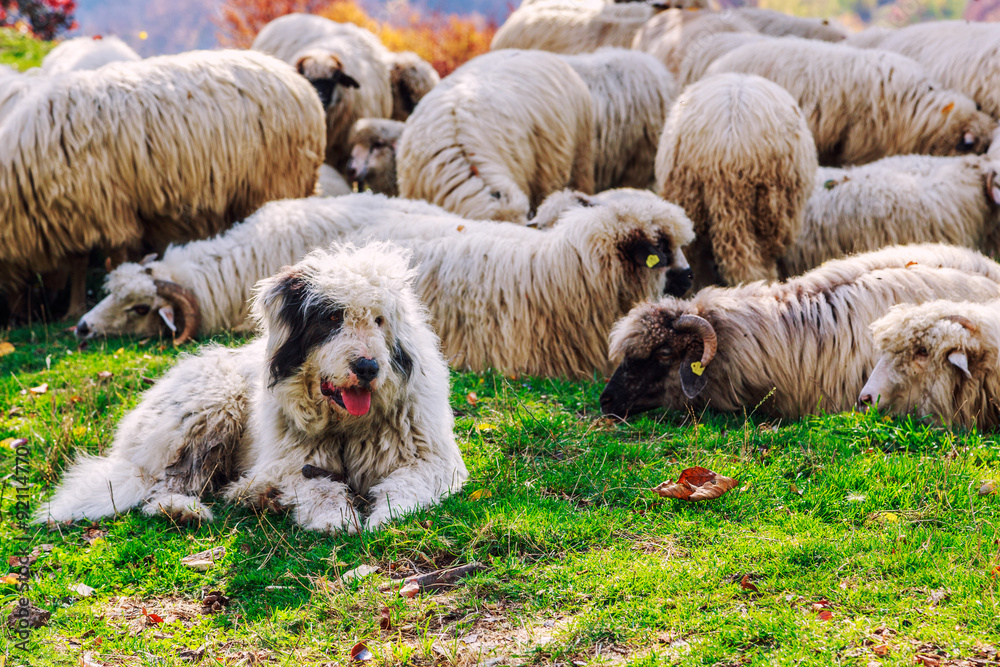 Dogs guard the sheep on the mountain pasture