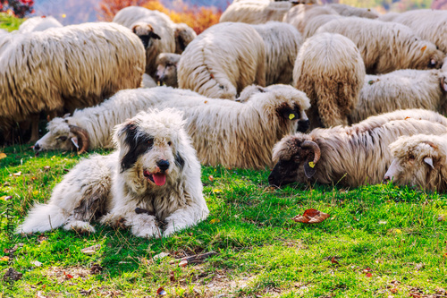 Obraz na płótnie Dogs guard the sheep on the mountain pasture w salonie
