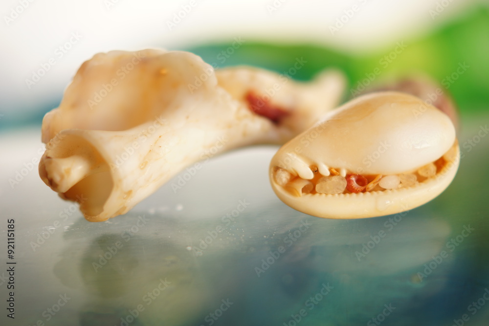 Fototapeta premium Caracolas marinas sobre cerámica. Macro