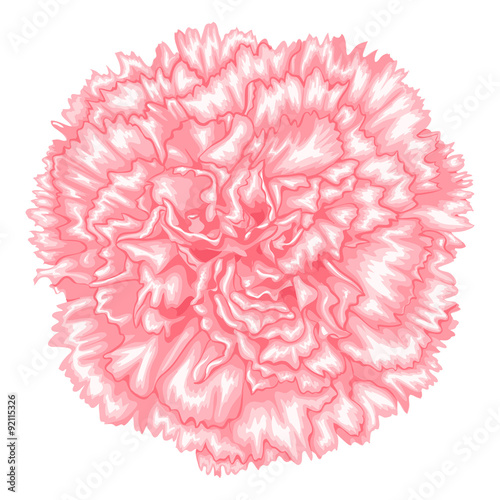 Beautiful pink carnation isolated on white background.