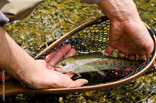Rainbow trout in the hands