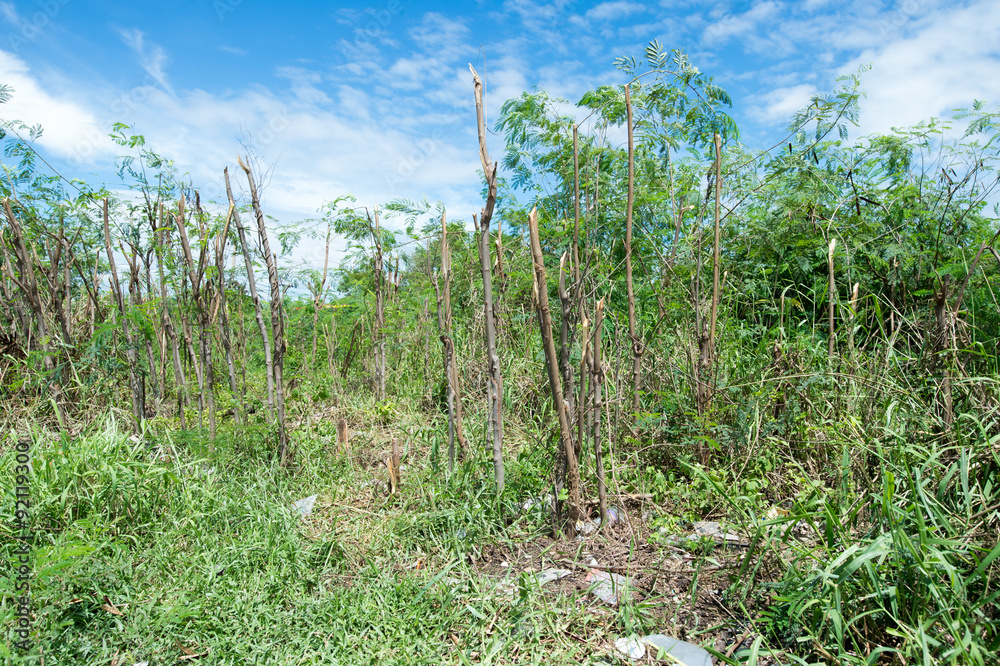 Obraz premium Trees cut background