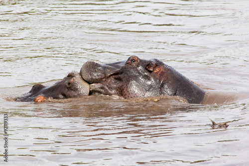Two Hippos kissing in Serengeti National Park, Tanzania, Africa