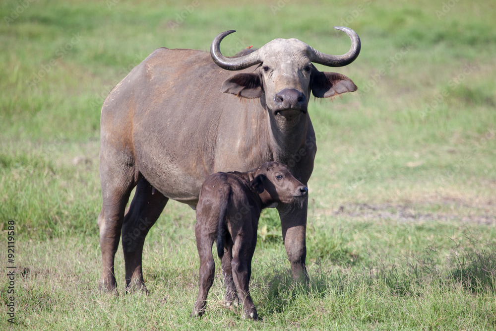 African buffalo (Cape buffalo) and calf on plain of Serengeti National Park, Tanzania, African buffalo (Cape buffalo) and calf on plain of Serengeti National Park, Tanzania,