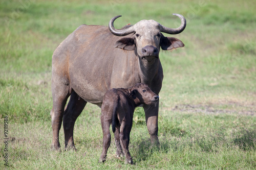 African buffalo (Cape buffalo) and calf on plain of Serengeti National Park, Tanzania, © JHVEPhoto