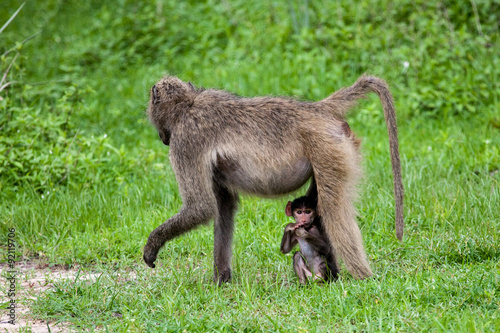 Baby baboon with its mother’s, Mosi-oa Tunya Nation Park, Zambia, Africa photo