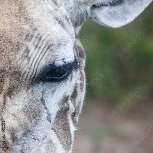 Masai giraffe face with tear, Serengeti National Park, Tanzania, Africa