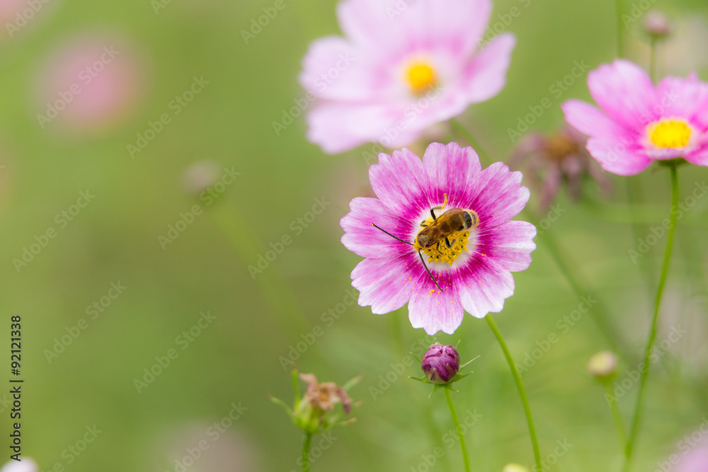 蜂とコスモス（秋桜）