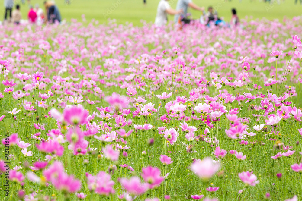 Obraz premium コスモス畑（秋桜）