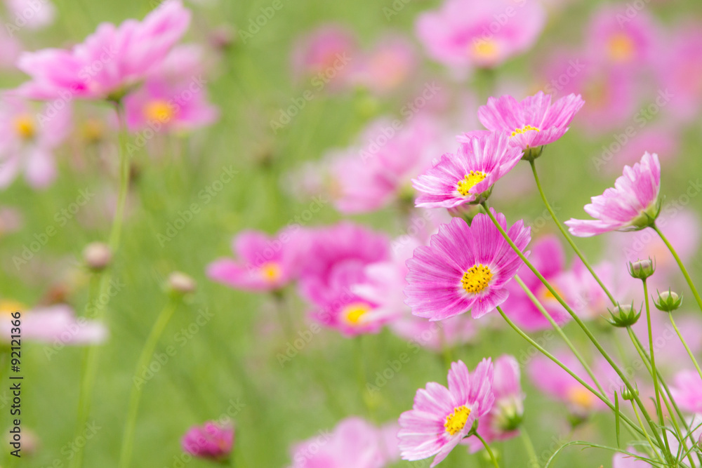 コスモス(秋桜) コスモス(秋桜)