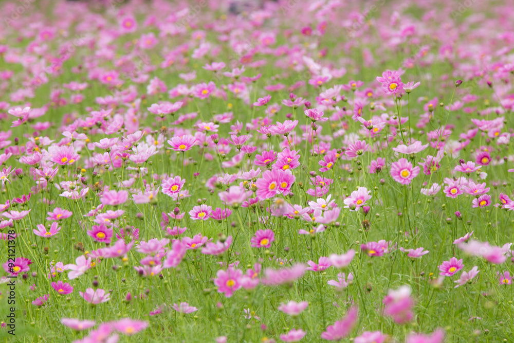 コスモス畑（秋桜）