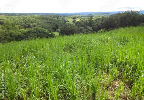 Countryside and agricultural view in Thailand