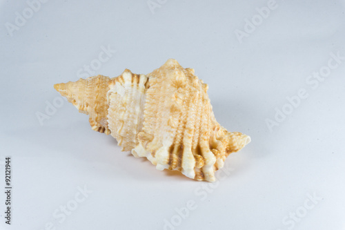 Small seashell 