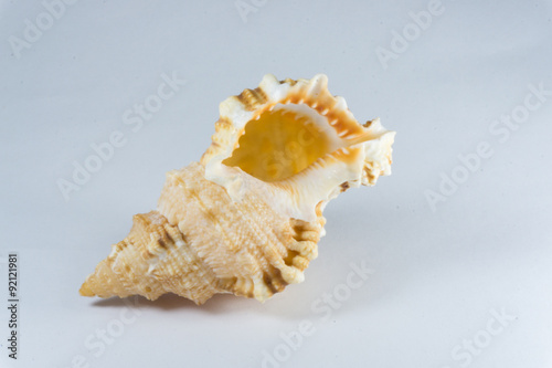 Conch shell 