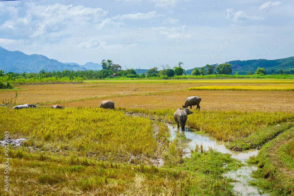 Buffaloes on the rice field in Asia
