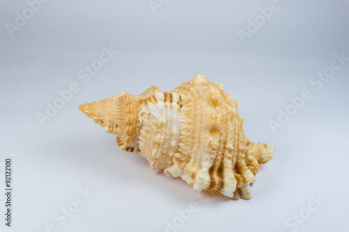 Big conch shell 