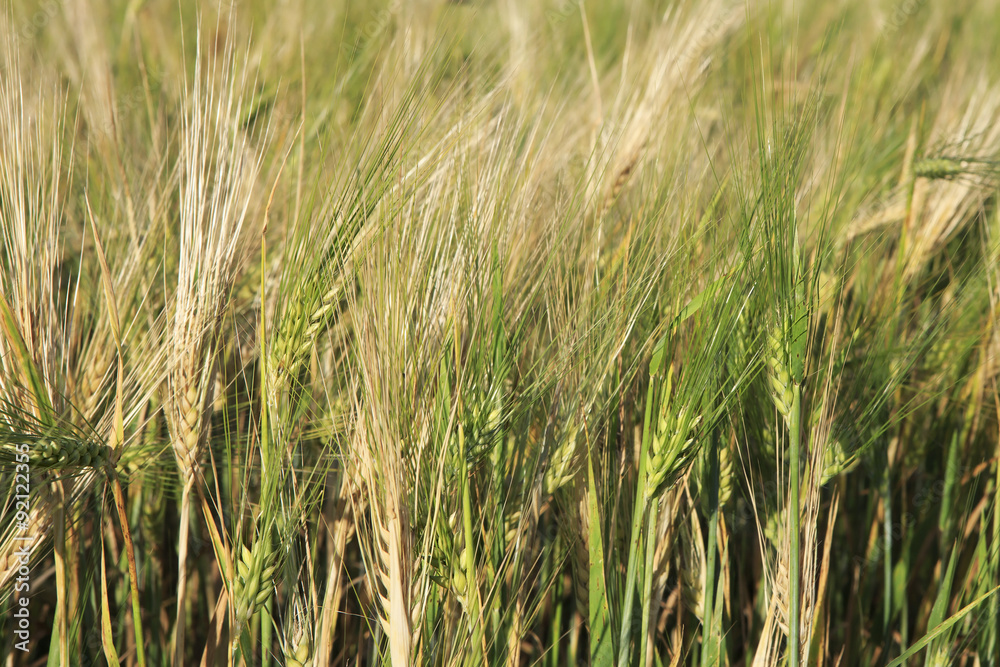 Beautiful summer wheat field. Ears close up. Beautiful summer wheat field. Ears close up.