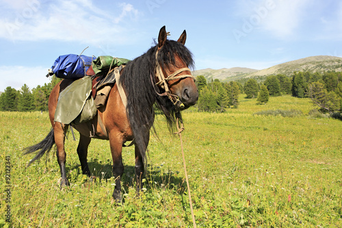 Saddled horse on alpine meadow. 