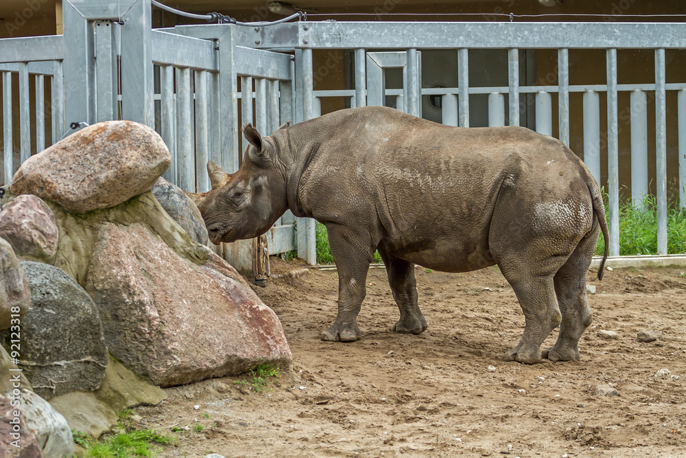 Fototapeta premium rhino lives in the zoo