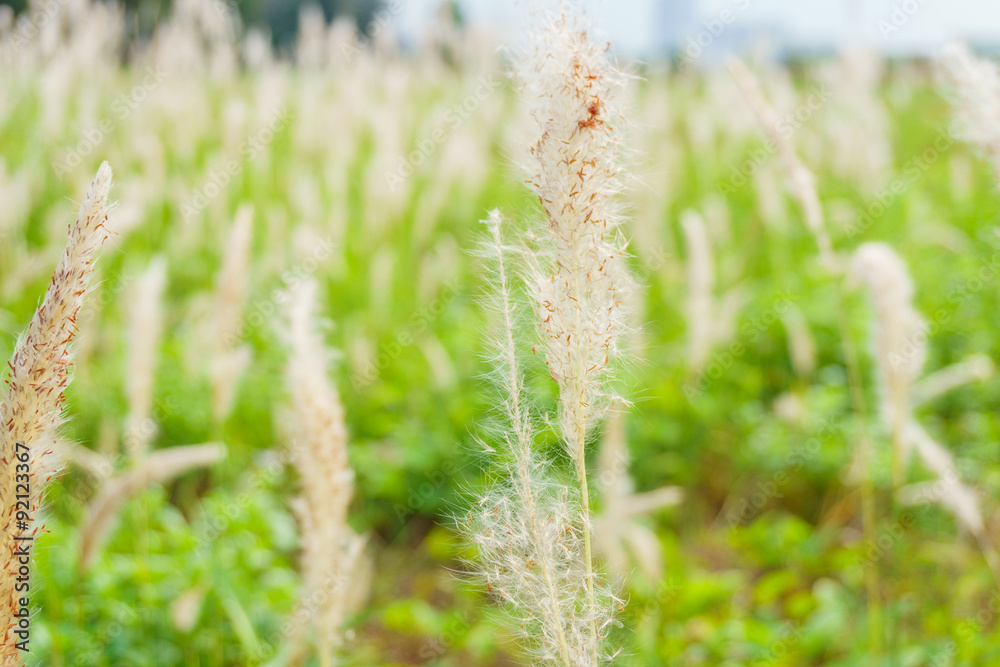 The grass reeds under wind
