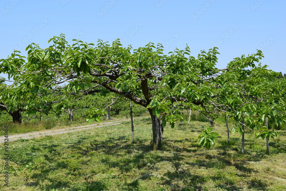 柿の木／山形県の庄内地方で、柿の木の風景を撮影した写真です。