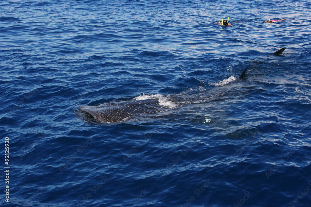 Obraz premium Two people snorkeling with a whale shark