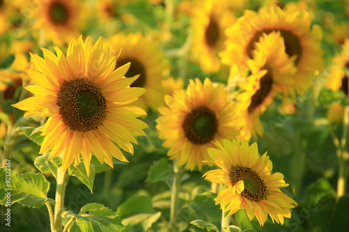 Fototapeta Naklejka Na Ścianę i Meble -  Sonnenblumenfeld