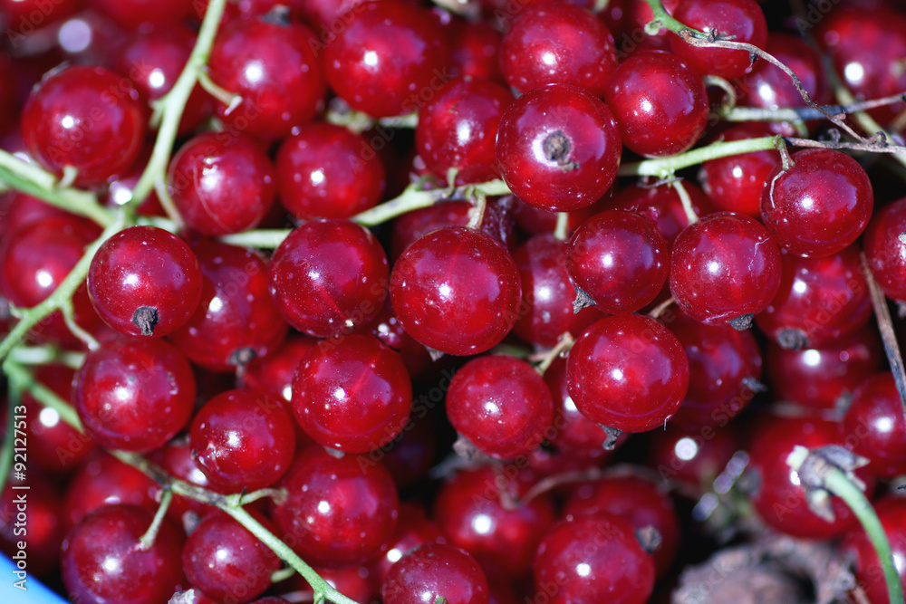 scattering of red currants