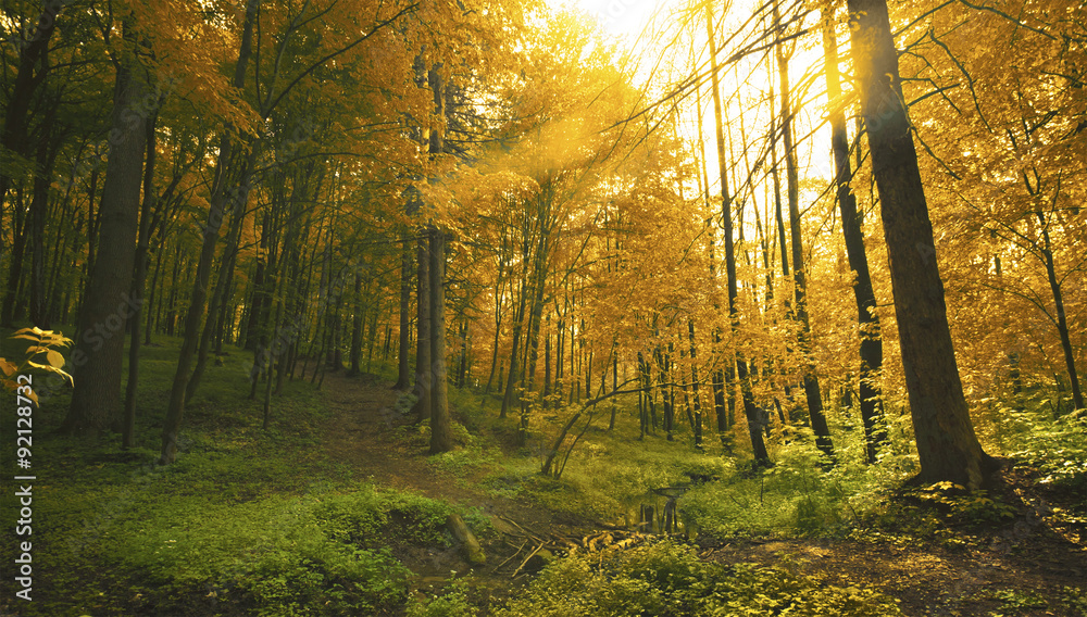 Obraz premium Forest