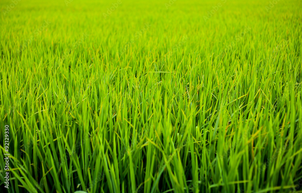 Rice Field Rice Field